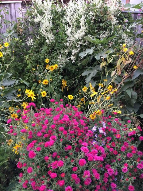  - Arbusti 2017 23 24