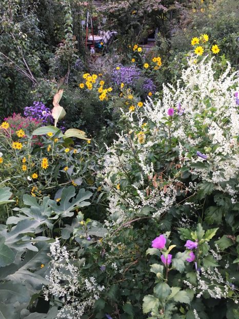  - Arbusti 2017 23 24