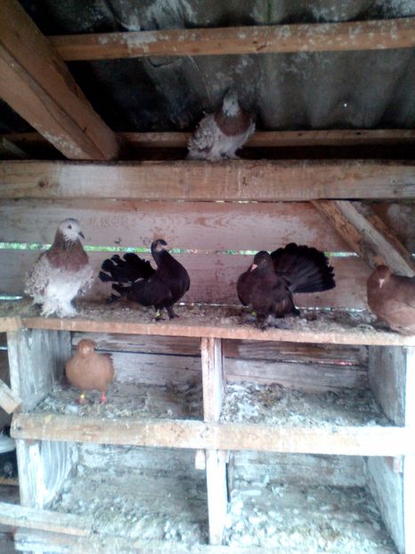  - N_-_NOILE ACHIZITI