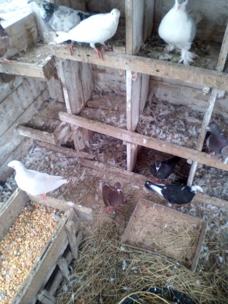  - N_-_NOILE ACHIZITI