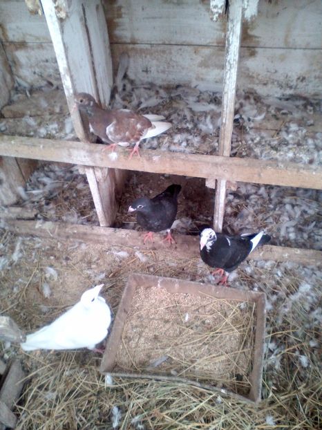  - N_-_NOILE ACHIZITI