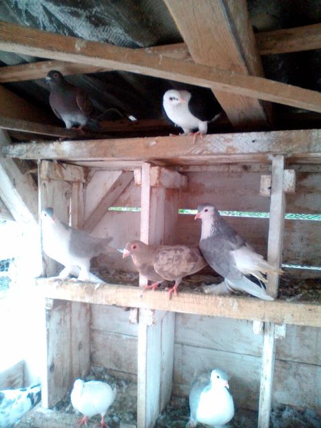  - N_-_NOILE ACHIZITI