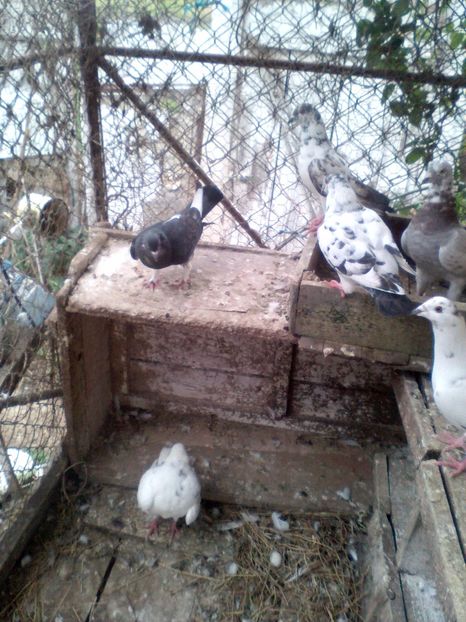  - N_-_NOILE ACHIZITI