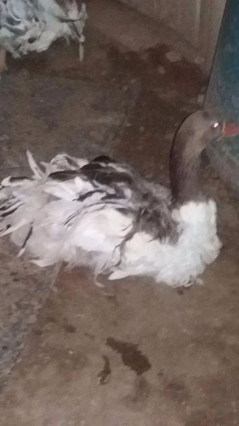 received_1547991221925203 - gaste si boboci 2015