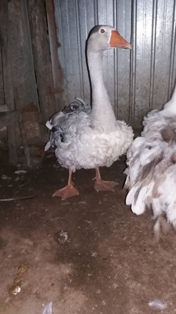  - gaste si boboci 2015