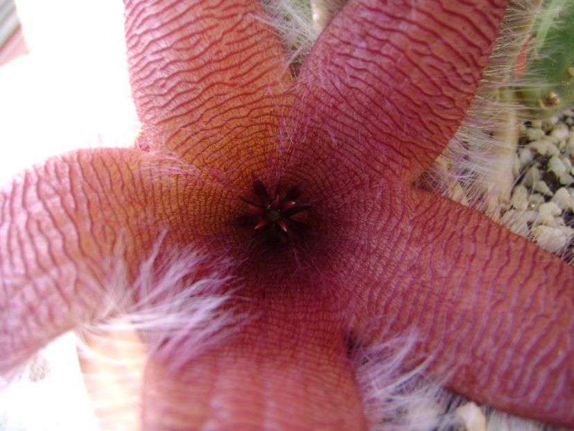 Stapelia grandiflora - Stapeliade 2017