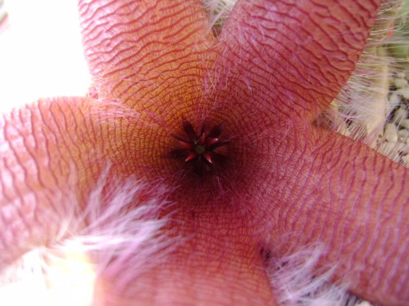 Stapelia grandiflora - Stapeliade 2017