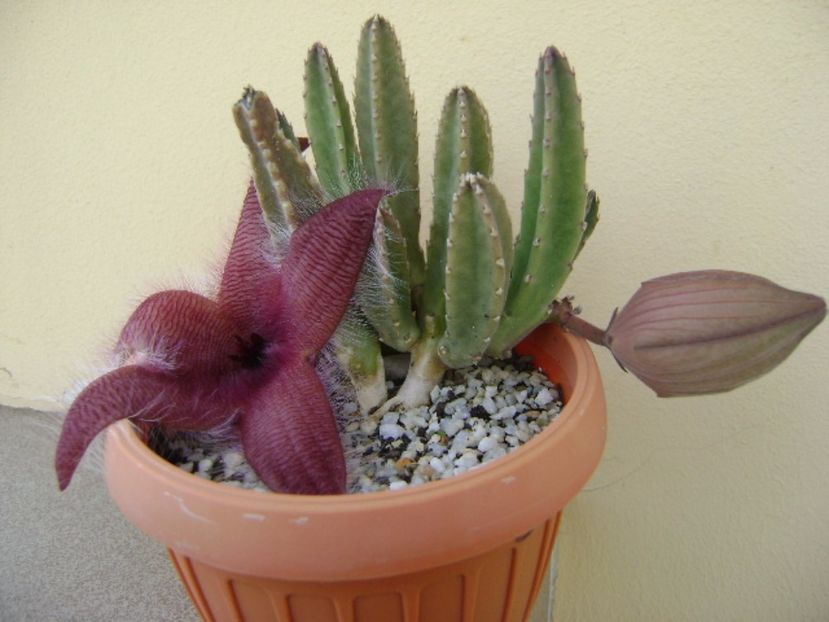 Stapelia grandiflora - Stapeliade 2017