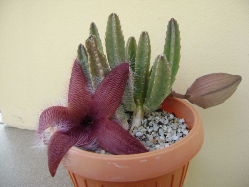 Stapelia grandiflora - Stapeliade 2017