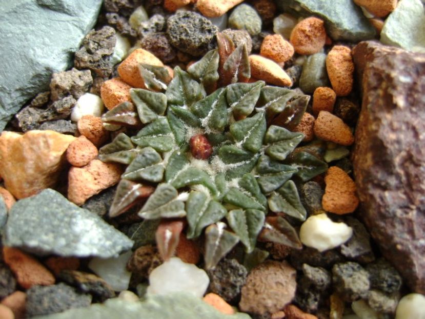 Ariocarpus kotschoubeyanus v. albiflorus - Cactusi 2017 final de an