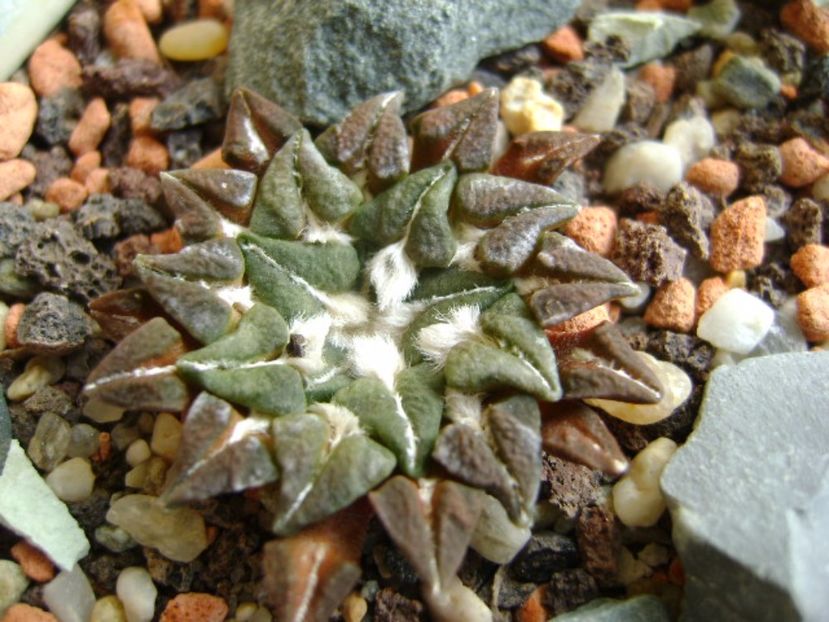 Ariocarpus kotschoubeyanus v. macdowelii - Cactusi 2017 final de an