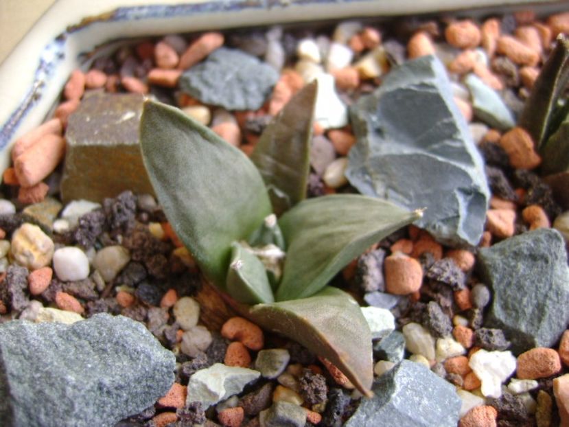 Ariocarpus retusus v. panarottoy - Cactusi 2017 final de an