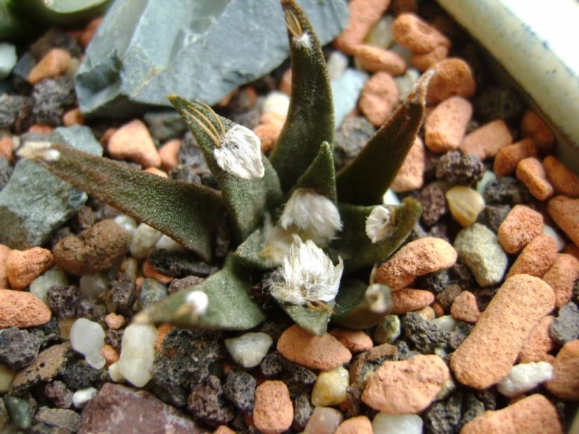 Ariocarpus agavoides - Cactusi 2017 final de an