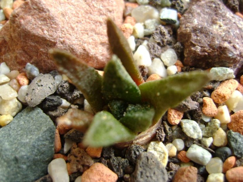 Ariocarpus fissuratus v. hintonii - Cactusi 2017 final de an