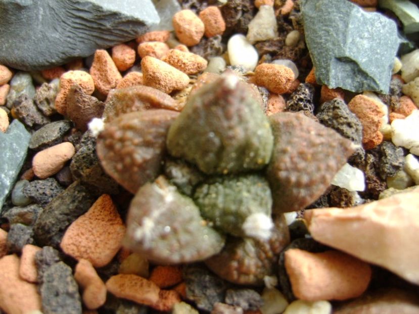 Ariocarpus fissuratus - Cactusi 2017 final de an