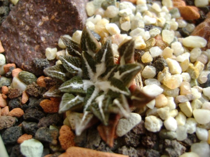 Ariocarpus kotschoubeyanus v. elephantidens - Cactusi 2017 final de an