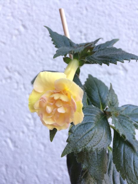 Nr.2 - Yellow English Rose P1