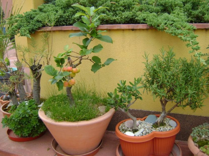 Mar decorativ - Bonsai si prebonsai 2016-2017