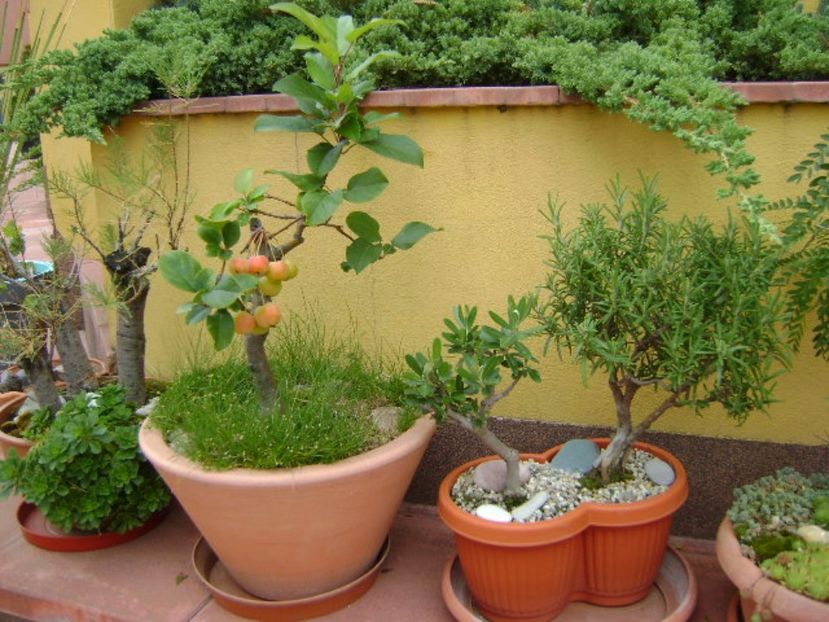Mar decorativ - Bonsai si prebonsai 2016-2017