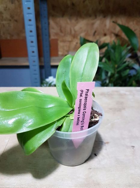 phal cornings bell - 95 lei - VANDUTE