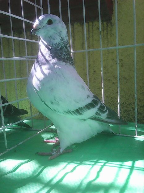 Photo0846 - Voiajori standard cuci