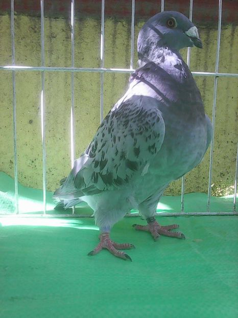 Photo0850 - Standard diverse culori