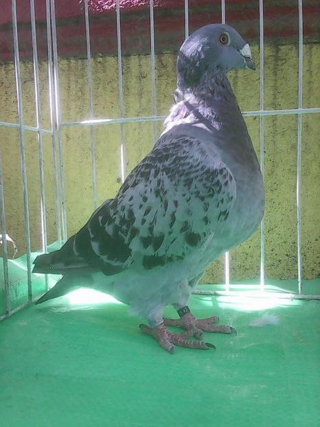 Photo0853 - Standard diverse culori