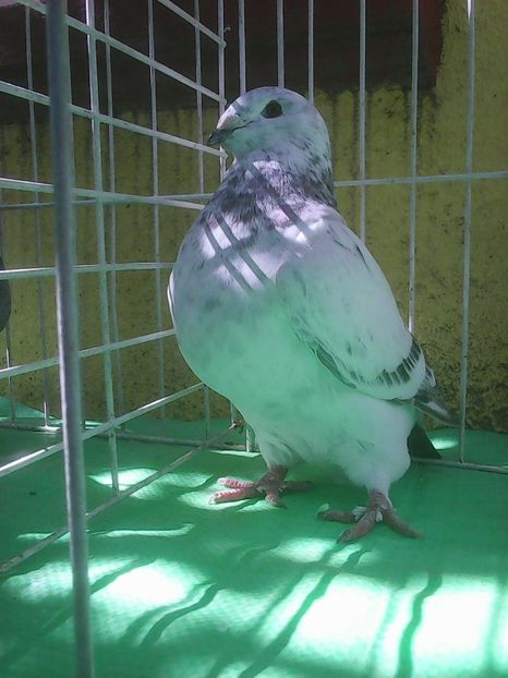 Photo0855 - Voiajori standard cuci