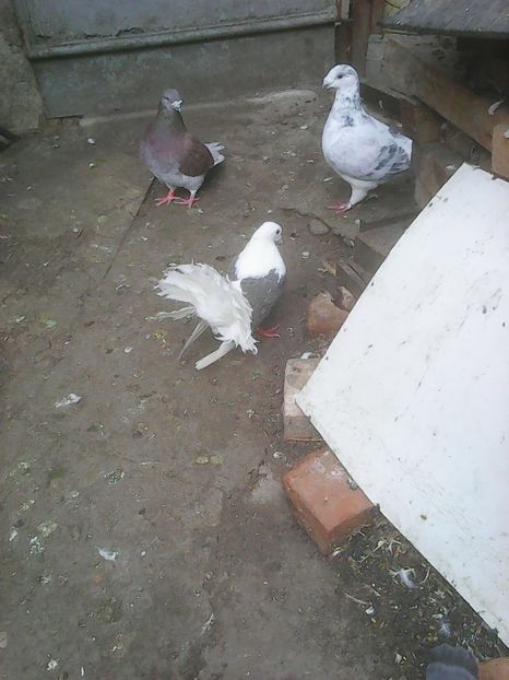 Photo0876 - Voiajori standard cuci