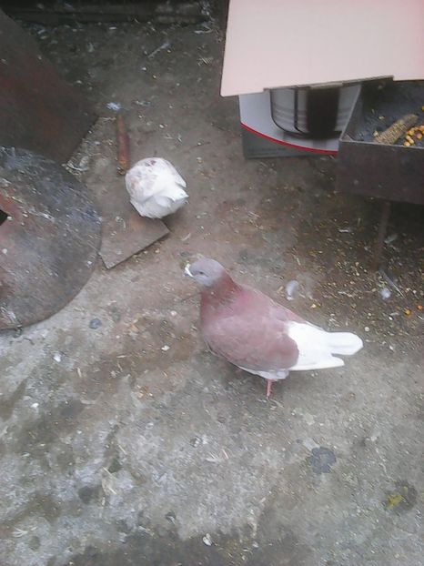 Photo0878 - Standard diverse culori