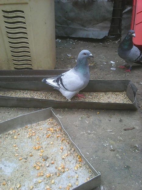 Vandut - Standard albastru