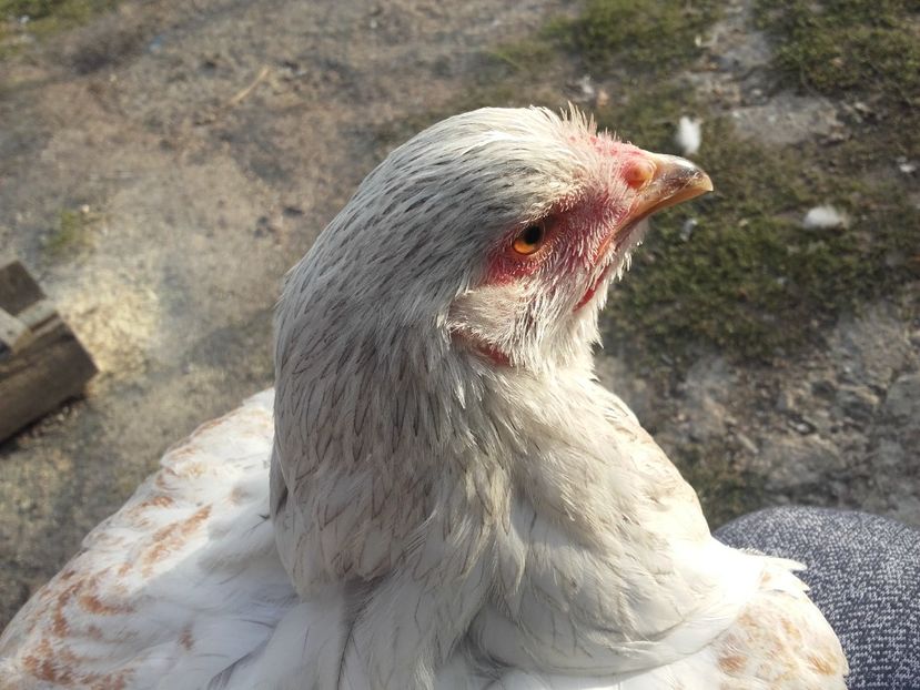  - Brahma Rotgesattelt