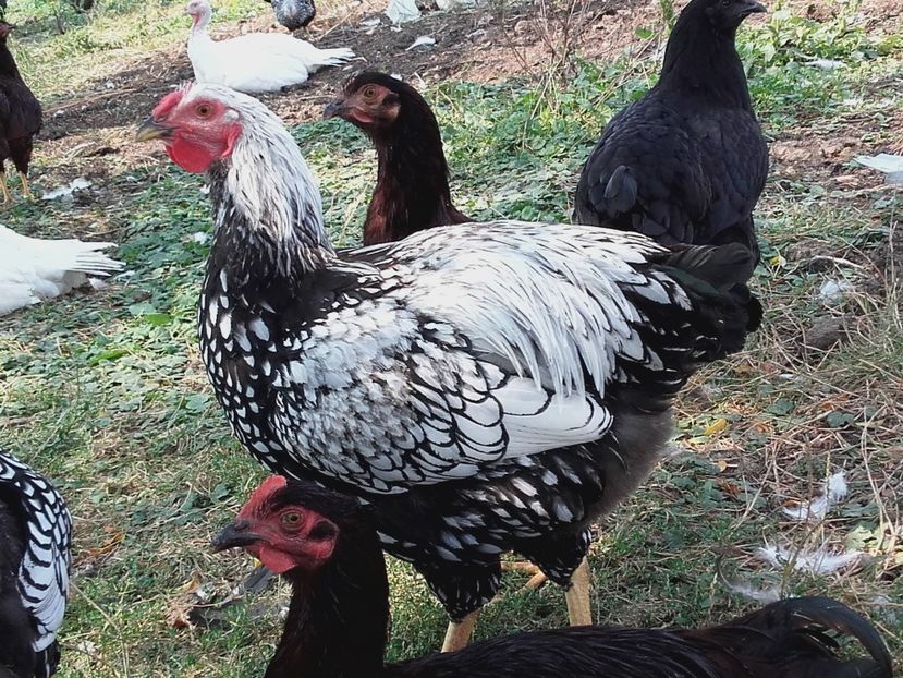  - Wyandotte Argintiu