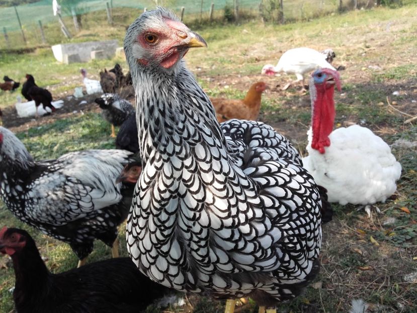  - Wyandotte Argintiu