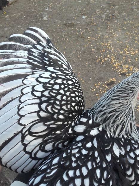  - Wyandotte Argintiu