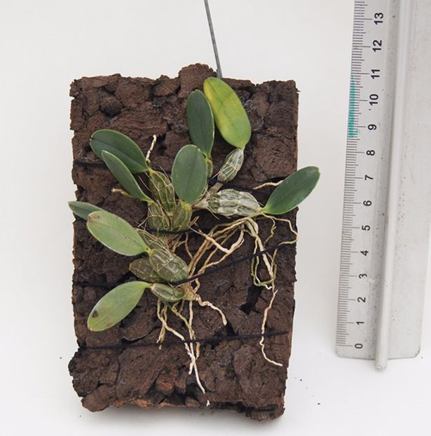 Dendrobium jenkinsii (FS, RK) - 60 lei - VANDUTE