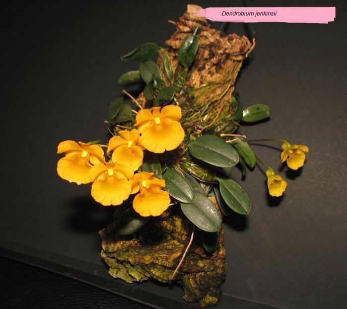 dendrobium jenkinsii floare - VANDUTE