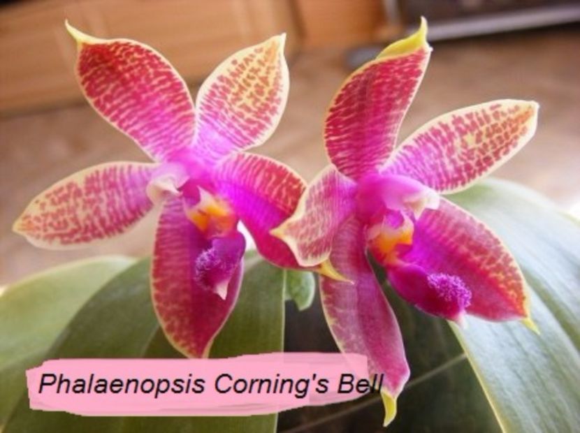 Phalaenopsis Corning's Bell - floare - VANDUTE