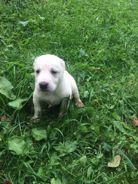 IMG-20170925-WA0015 - catei ciobanesc de asia centrala