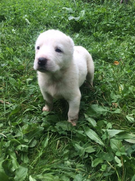 IMG-20170925-WA0024 - catei ciobanesc de asia centrala