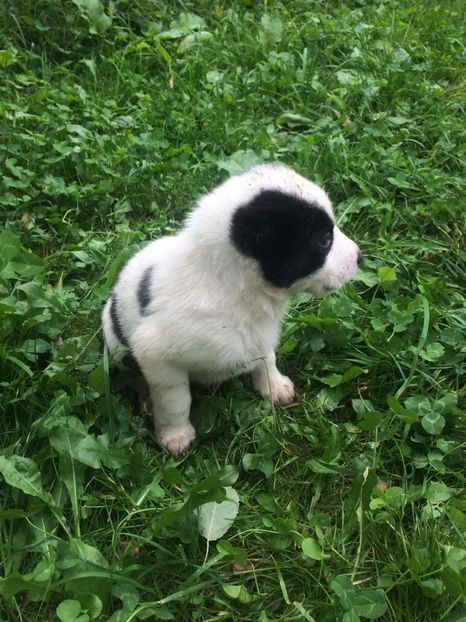 IMG-20170925-WA0046 - catei ciobanesc de asia centrala