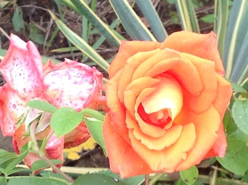  - GGG TTrandafiri Mosie 2017