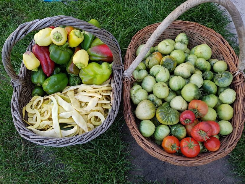 Ultima recolta... - 03 Gradinuta de legume 2017