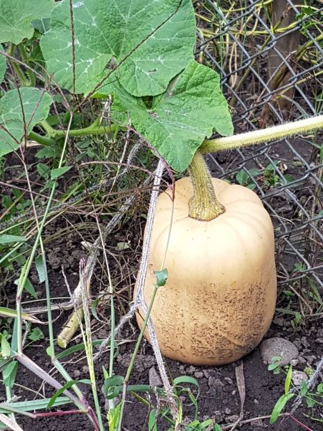  - 03 Gradinuta de legume 2017