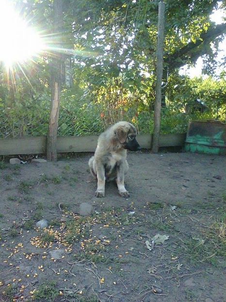 novac - Novac de pe Somes - Ciobanesc Romanesc Carpatin