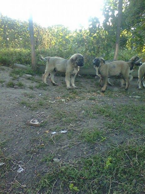 novac (2) - Novac de pe Somes - Ciobanesc Romanesc Carpatin