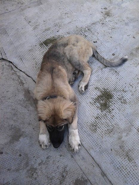  - Novac de pe Somes - Ciobanesc Romanesc Carpatin