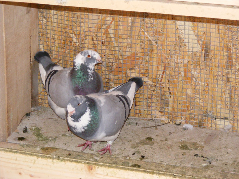  - MATCA AMERICANI 2017