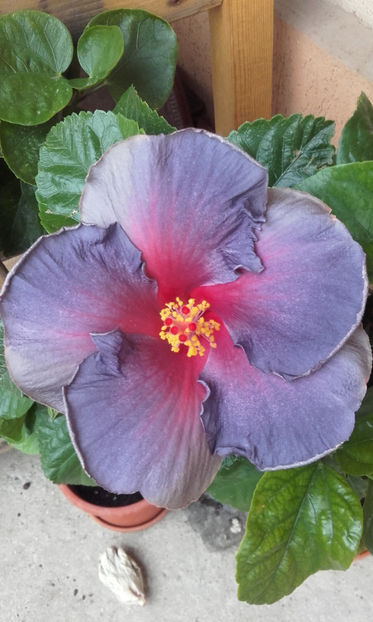  - hibi My Blue Heaven