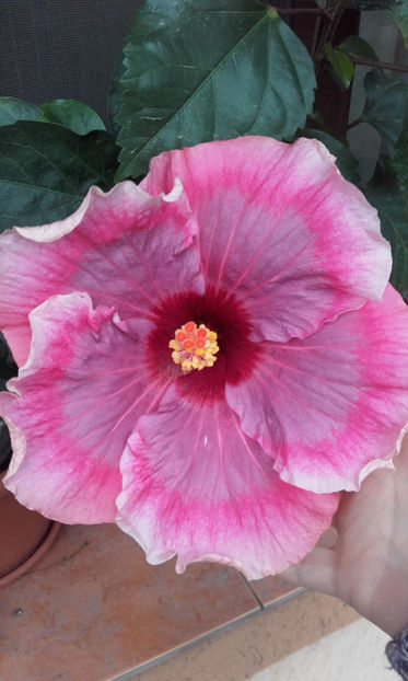  - hibi taiwan cancer boy